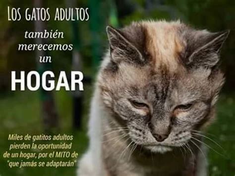 gatos cantabria|AMIGAT Cantabria, asociación de amigos del gato。